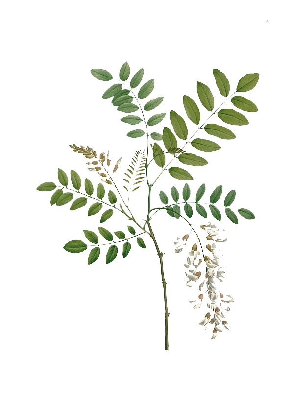 Acacia