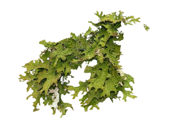 Lobaria pulmonaria