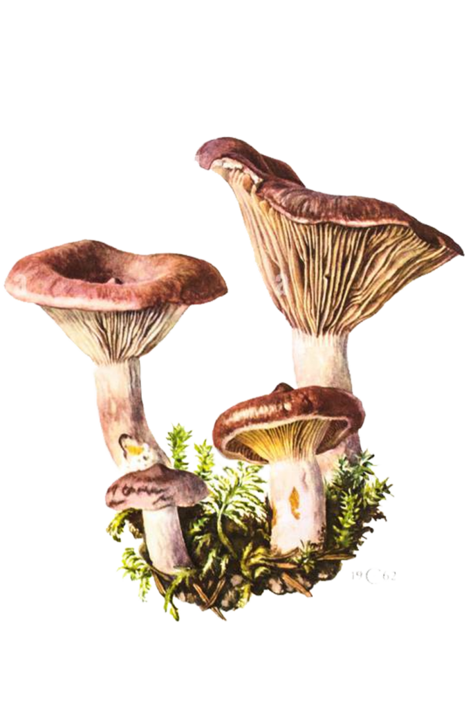 Paxillus involutus