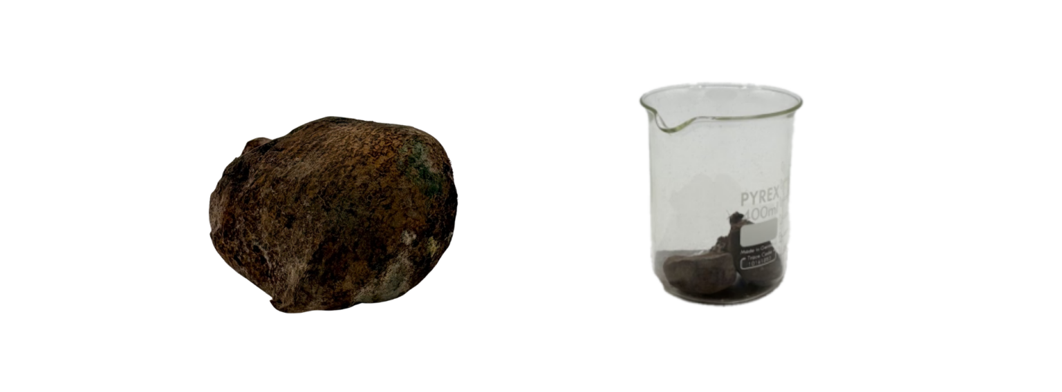 Recette Pisolithus tinctorius
