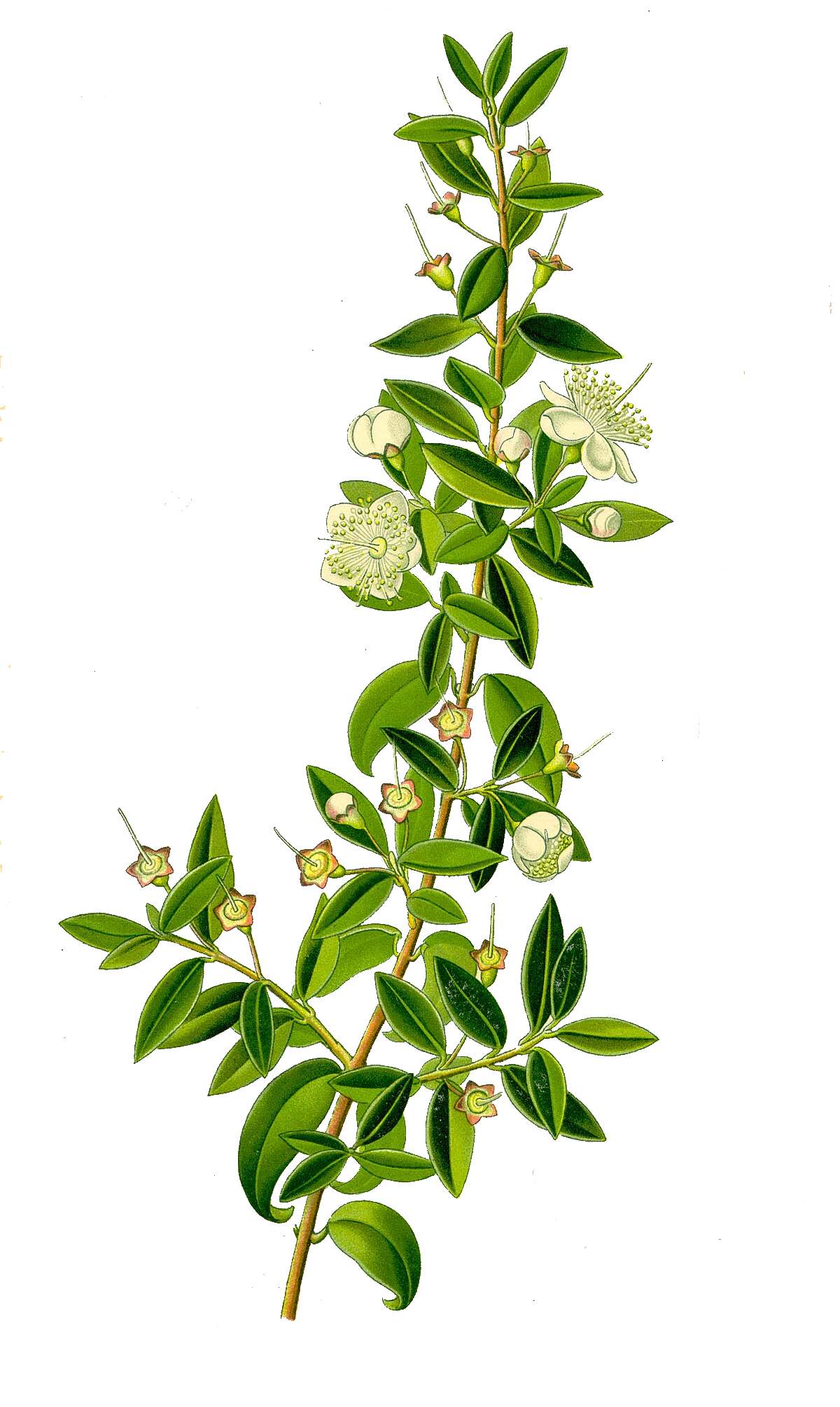 Myrte