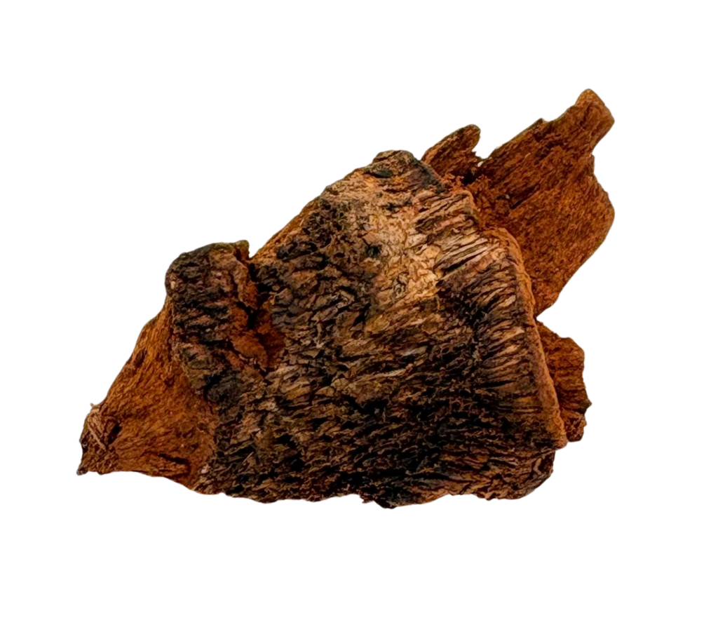 Polypore de Schweinitz
