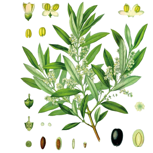 Olive verte