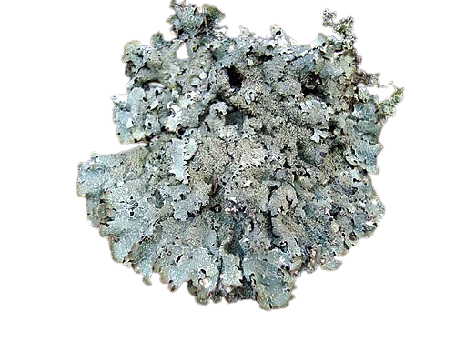Parmelia saxatilis