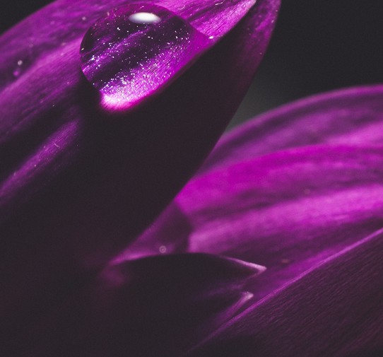 Violet et Rose
