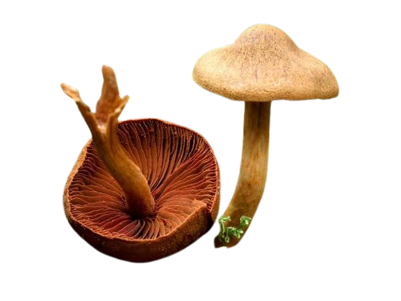 Cortinarius semisanguineus