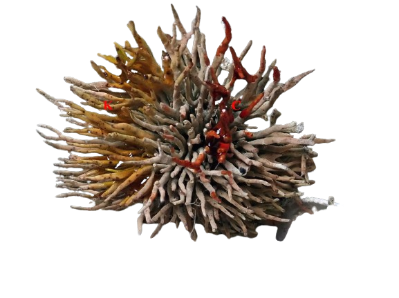 Roccella tinctoria