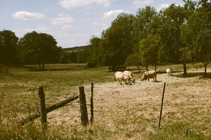 Boeufs