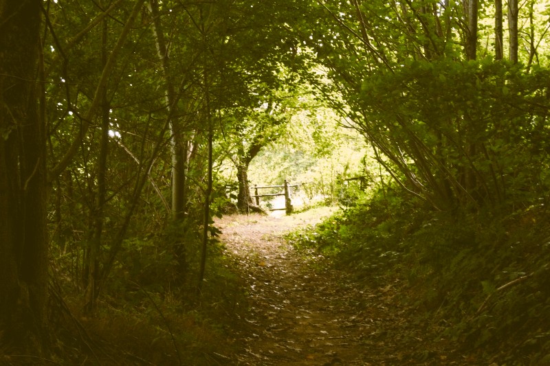 Chemin creux