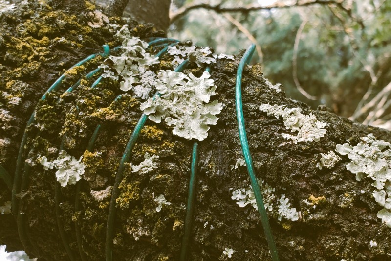 Lichen